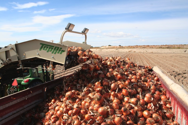 Onion Topping Machine